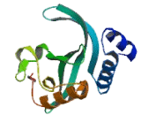 Tumor Susceptibility Gene 101 (TSG101)