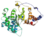 Tweety Homolog 1 (TTYH1)