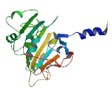 Twinkle Protein, Mitochondrial (TWINL)