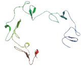 Twisted Gastrulation Protein Homolog 1 (TWSG1)