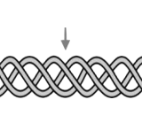 Type II Collagen Helical Peptide (HELIX-II)