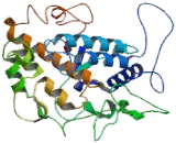 Tyrosinase (TYR)