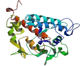 Tyrosinase Related Protein 1 (TYRP1)