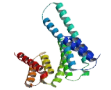 Tyrosine 3/Tryptophan 5 Monooxygenase Activation Protein Beta (YWHAb)