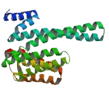 Tyrosine 3/Tryptophan 5 Monooxygenase Activation Protein Gamma (YWHAg)