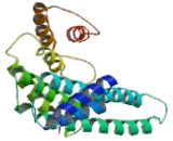 Tyrosine 3/Tryptophan 5 Monooxygenase Activation Protein Zeta (YWHAz)