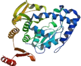 Tyrosine Hydroxylase (TH)