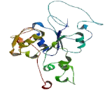 Tyrosylprotein Sulfotransferase 2 (TPST2)