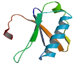 U2 Small Nuclear RNA Auxiliary Factor 2 (U2AF2)