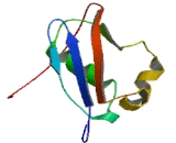 UBX Domain Protein 4 (UBXN4)