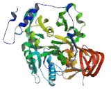 UDP Glucose Pyrophosphorylase 2 (UGP2)