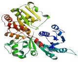 UDP Glucuronosyltransferase 1 Family, Polypeptide A10 (UGT1A10)