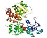 UDP Glucuronosyltransferase 1 Family, Polypeptide A3 (UGT1A3)