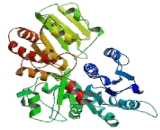 UDP Glucuronosyltransferase 1 Family, Polypeptide A8 (UGT1A8)