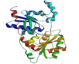 UDP Glucuronosyltransferase 2 Family, Polypeptide B10 (UGT2B10)