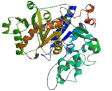 UDP Glucuronosyltransferase 2 Family, Polypeptide B7 (UGT2B7)