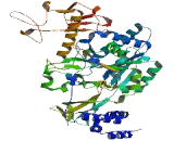 UDP-N-Acteylglucosamine Pyrophosphorylase 1 (UAP1)