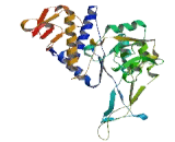 UDP-N-Acteylglucosamine Pyrophosphorylase Like Protein 1 (UAP1L1)