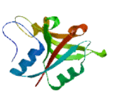 UFM1 Specific Peptidase 1 (UFSP1)