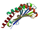 UL16 Binding Brotein 1 (ULBP1)