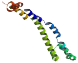 UV Radiation Resistance Associated Gene Protein (UVRAG)