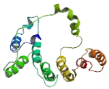 UbiA Prenyltransferase Domain Containing Protein 1 (UBIAD1)