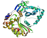 Ubiquinol Cytochrome C Reductase Core Protein I (UQCRC1)