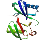 Ubiquitin C (UBC)