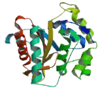 Ubiquitin Carboxyl Terminal Hydrolase L4 (UCHL4)