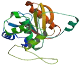 Ubiquitin Carboxyl Terminal Hydrolase L5 (UCHL5)