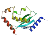 Ubiquitin Conjugating Enzyme E2A (UBE2A)