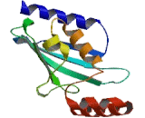 Ubiquitin Conjugating Enzyme E2C (UBE2C)