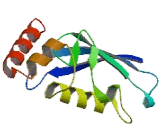 Ubiquitin Conjugating Enzyme E2D4 (UBE2D4)