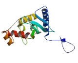 Ubiquitin Conjugating Enzyme E2E1 (UBE2E1)