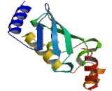 Ubiquitin Conjugating Enzyme E2E2 (UBE2E2)