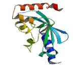 Ubiquitin Conjugating Enzyme E2H (UBE2H)