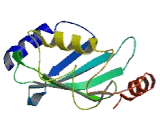 Ubiquitin Conjugating Enzyme E2J1 (UBE2J1)