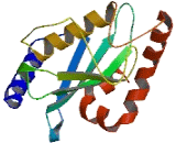 Ubiquitin Conjugating Enzyme E2J2 (UBE2J2)