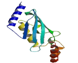 Ubiquitin Conjugating Enzyme E2L6 (UBE2L6)