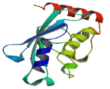 Ubiquitin Conjugating Enzyme E2N (UBE2N)