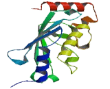 Ubiquitin Conjugating Enzyme E2N Like Protein (UBE2NL)