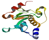 Ubiquitin Conjugating Enzyme E2Q Like Protein 1 (UBE2QL1)