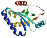 Ubiquitin Conjugating Enzyme E2Q2 (UBE2Q2)