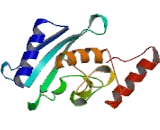 Ubiquitin Conjugating Enzyme E2R2 (UBE2R2)