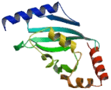 Ubiquitin Conjugating Enzyme E2S (UBE2S)