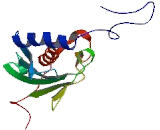 Ubiquitin Conjugating Enzyme E2V (UBE2V)