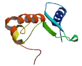 Ubiquitin Conjugating Enzyme E2V2 (UBE2V2)