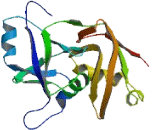 Ubiquitin Fusion Degradation 1 Like Protein (UFD1L)