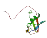 Ubiquitin Like Protein 3 (UBL3)