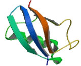 Ubiquitin Like Protein 5 (UBL5)